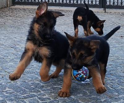 Lindo Cachorrinho Pastor Alemo-Grande Porto