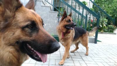 Lindo Cachorrinho Pastor Alemo-Grande Porto