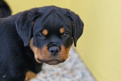 CACHORRO ROTTWEILER DISPONVEL