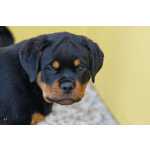 Rottweiler CACHORRO ROTTWEILER DISPONVEL Santarm Alpiara