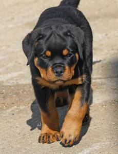 CACHORRO ROTTWEILER DISPONVEL