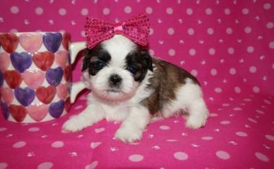 Lindos filhotes de shih tzu Lindos filhotes de shih tzu