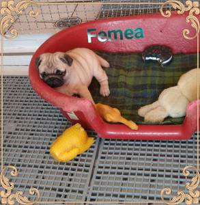 Pug Femea