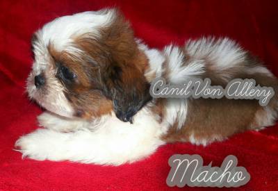 Machos de Shih Tzu shihtzu