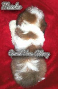 Machos de Shih Tzu shihtzu