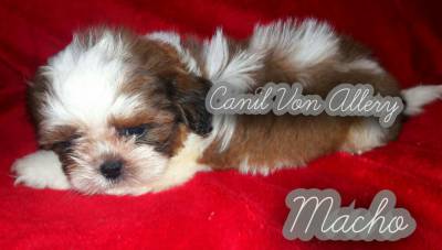 Machos de Shih Tzu shihtzu