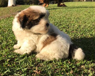 Lhasa-Apso lindos filhotes disponveis