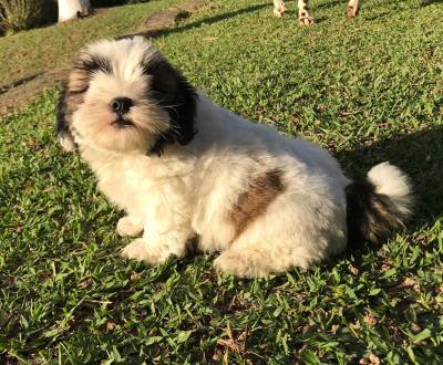 Lhasa-Apso lindos filhotes disponveis