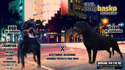 CENYBASKO CANIL CENYBASKO CANIL