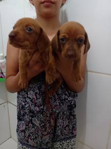 Filhotes de Teckel Dachshund Ano basset