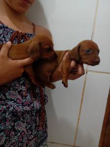 Filhotes de Teckel Dachshund Ano basset