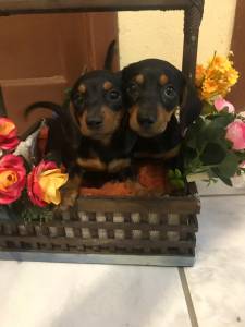 Filhotes de Teckel Dachshund Ano basset