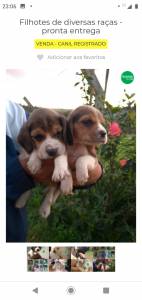 filhote de beagle mini filhote de beagle mini