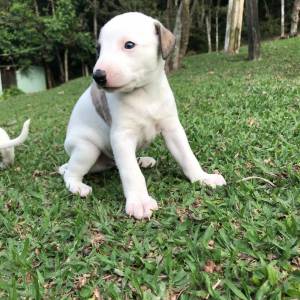 Whippet lindos filhotes disponveis com pedigree