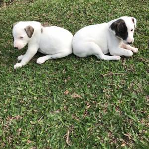 Whippet lindos filhotes disponveis com pedigree