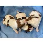 Jack Russel Terrier Jack Russell com LOP Descendentes de vrios campees Santarm Cartaxo