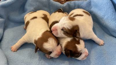 Jack Russell com LOP Descendentes de vrios campees