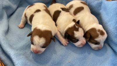 Jack Russell com LOP Descendentes de vrios campees