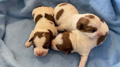 Jack Russell com LOP Descendentes de vrios campees