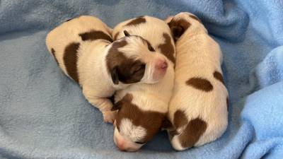 Jack Russell com LOP Descendentes de vrios campees