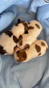 Jack Russell com LOP Descendentes de vrios campees