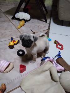 Pug pronta entrega