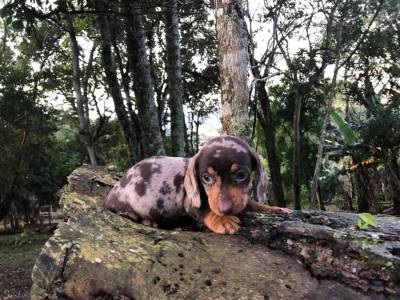 Dachshund anes e miniaturas Canil Enchantress