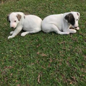 Whippet lindos filhotes disponveis Canil Enchantress