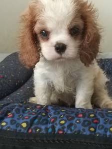 Cavalier King Charles Spaniel filhotes machos blenheim