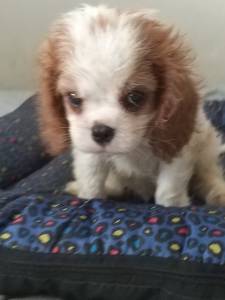 Cavalier King Charles Spaniel filhotes machos blenheim