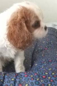 Cavalier King Charles Spaniel filhotes machos blenheim