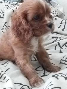 Cavalier King Charles Spaniel filhote Fmea rubi