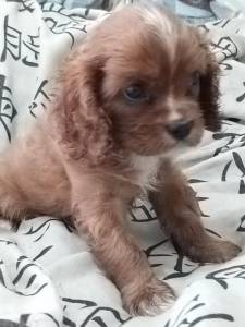Cavalier King Charles Spaniel filhote Fmea rubi