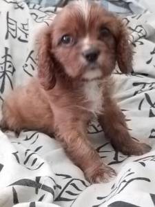 Cavalier King Charles Spaniel filhote Fmea rubi