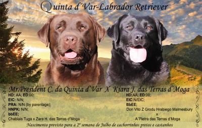 Ninhada Labrador Retriever- Gestao Confirmada