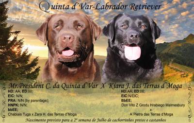 Ninhada Labrador Retriever- Gestação Confirmada Ninhada Labrador Retriever- Gestação Confirmada