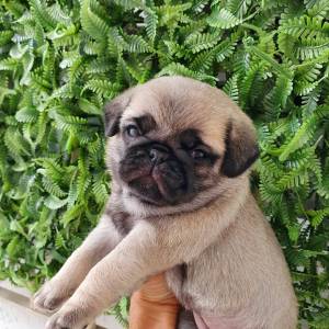 Pug