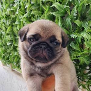 Pug