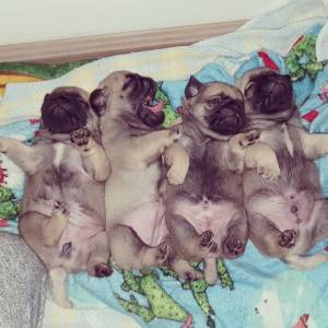 Pug