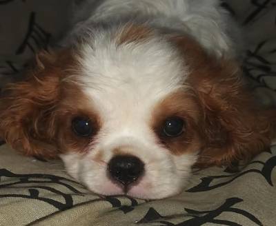 Cavalier King Charles Spaniel filhotes machos blenheim