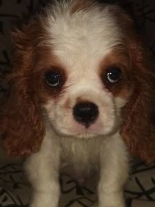 Cavalier King Charles Spaniel filhotes machos blenheim