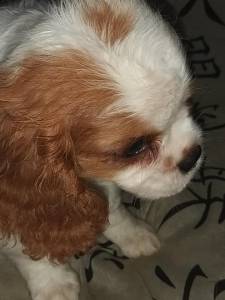 Cavalier King Charles Spaniel filhotes machos blenheim