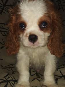 Cavalier King Charles Spaniel filhotes machos blenheim