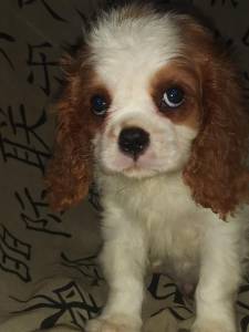 Cavalier King Charles Spaniel filhotes machos blenheim
