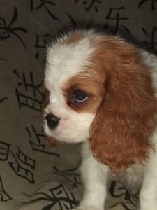 Cavalier King Charles Spaniel filhotes machos blenheim
