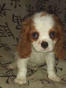 Cavalier King Charles Spaniel filhotes machos blenheim
