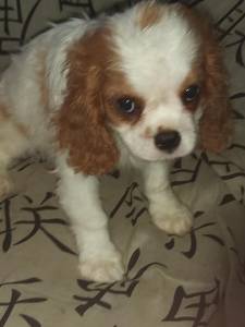 Cavalier King Charles Spaniel filhotes machos blenheim