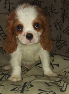 Cavalier King Charles Spaniel filhotes machos blenheim