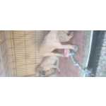 Dogue Alemo Dogue Alemo - Grand Danois 