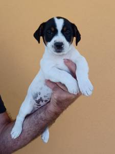 Jack russel com Pedigree LOP